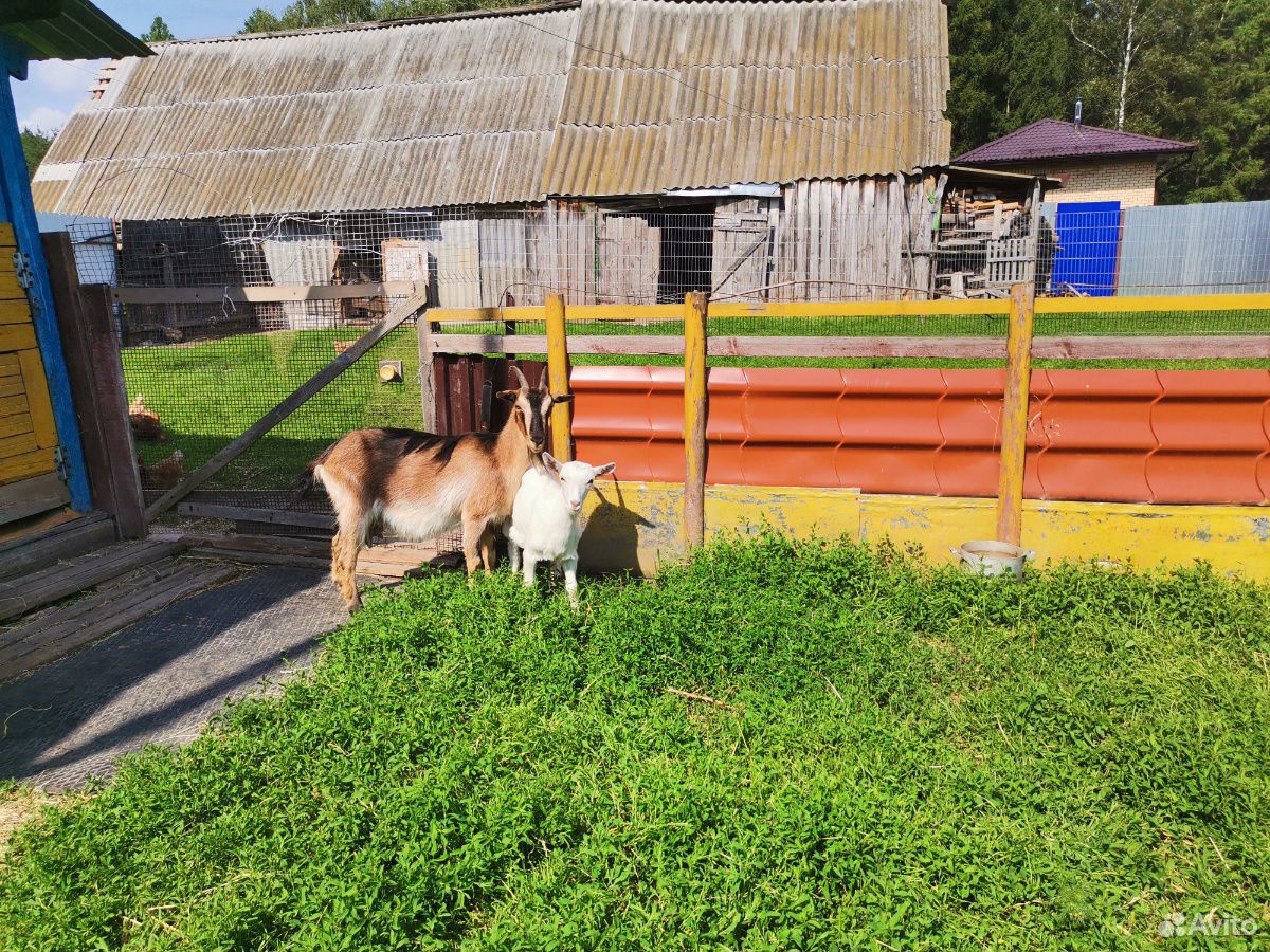 Молочная Коза и козлята купить на Зозу.ру - фотография № 3