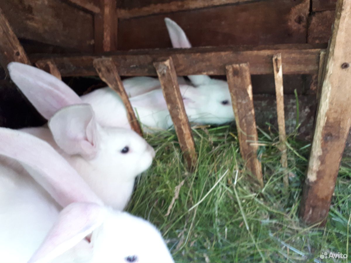 Кролики мясной породы купить на Зозу.ру - фотография № 1