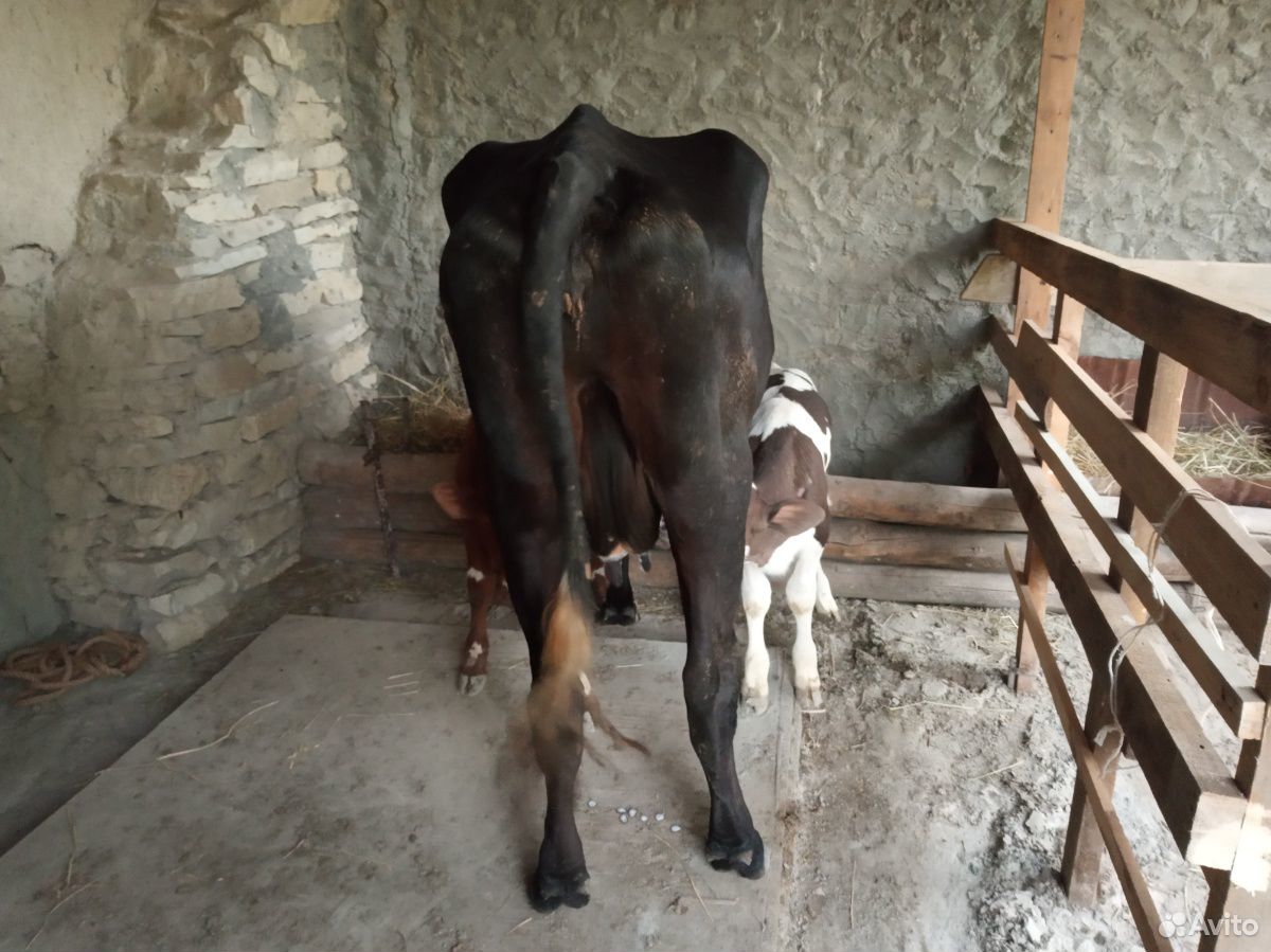 Корова с теленками купить на Зозу.ру - фотография № 6