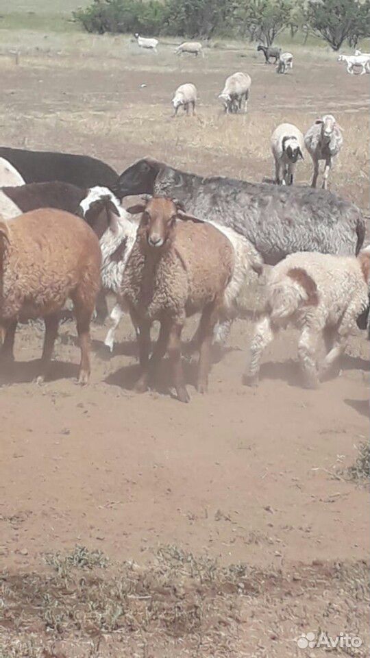 Овцы с ягнятами купить на Зозу.ру - фотография № 3