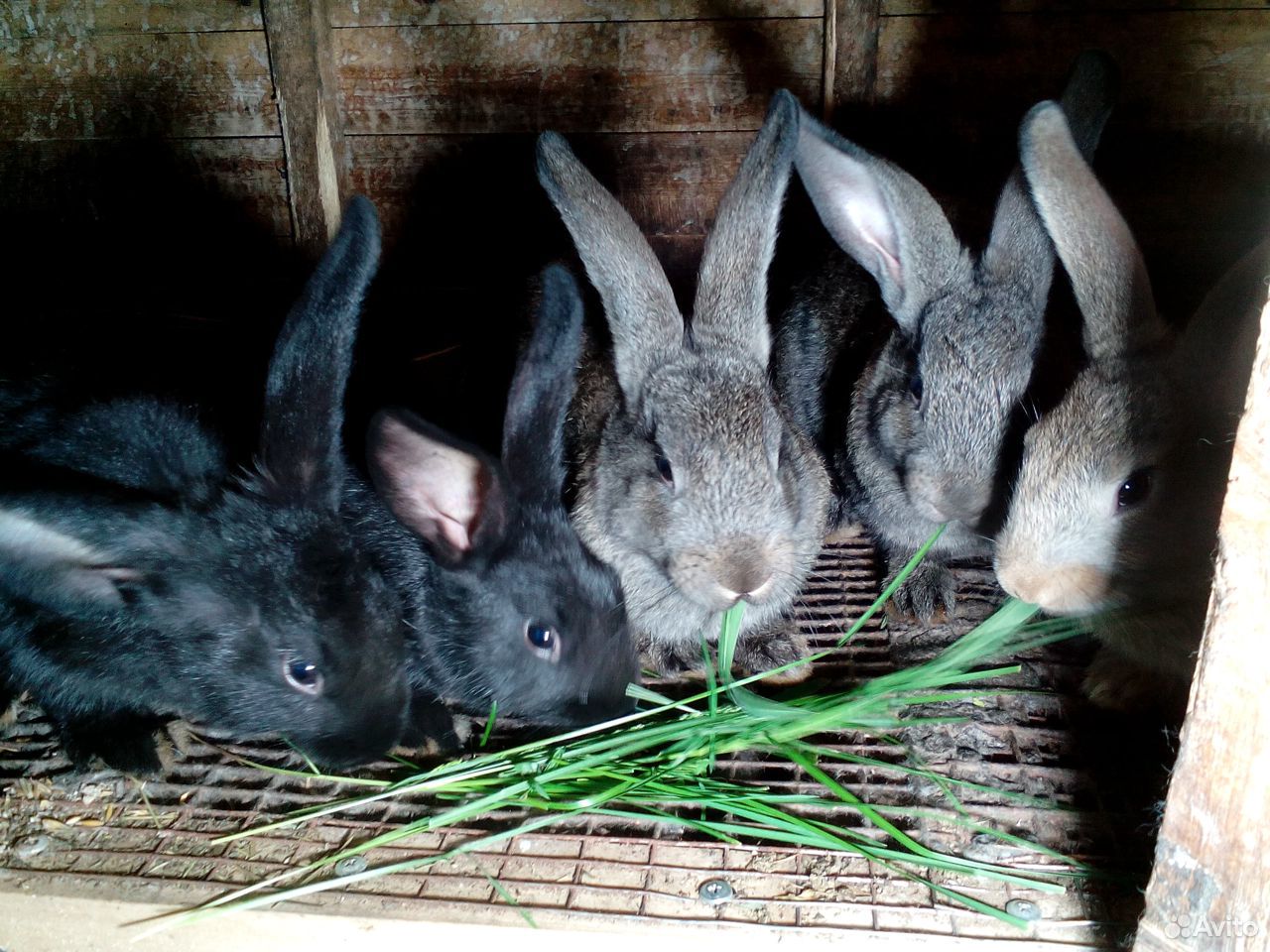 Кролики купить на Зозу.ру - фотография № 7