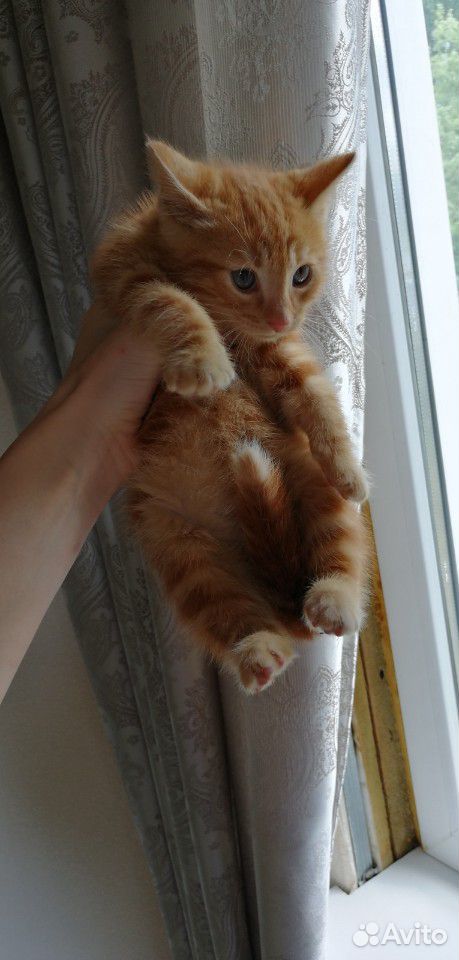 Ласковый котенок в добрые руки купить на Зозу.ру - фотография № 3