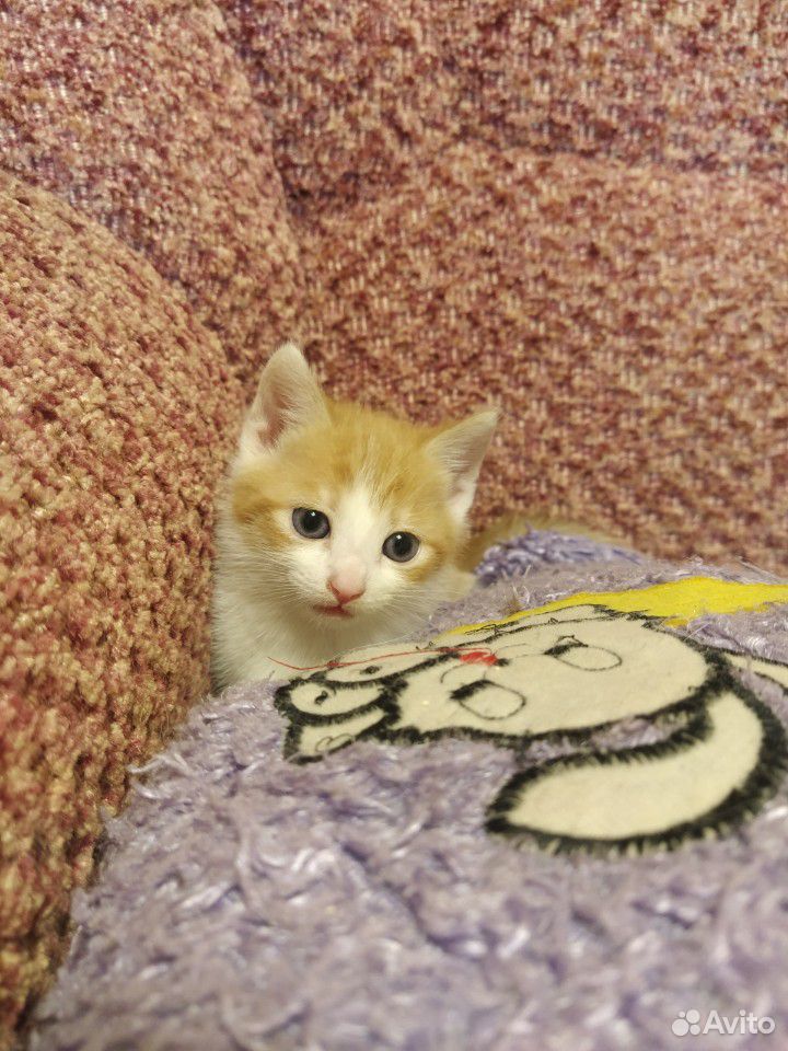 Рыжий котенок, мальчик купить на Зозу.ру - фотография № 3