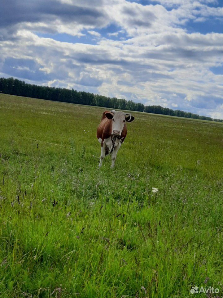 Корова,молочная купить на Зозу.ру - фотография № 2
