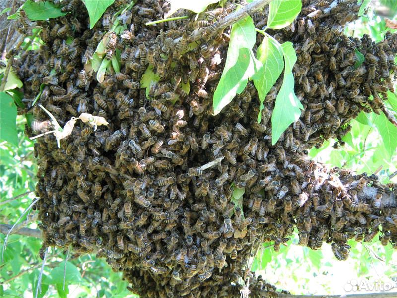 Пчелы семьями купить на Зозу.ру - фотография № 1