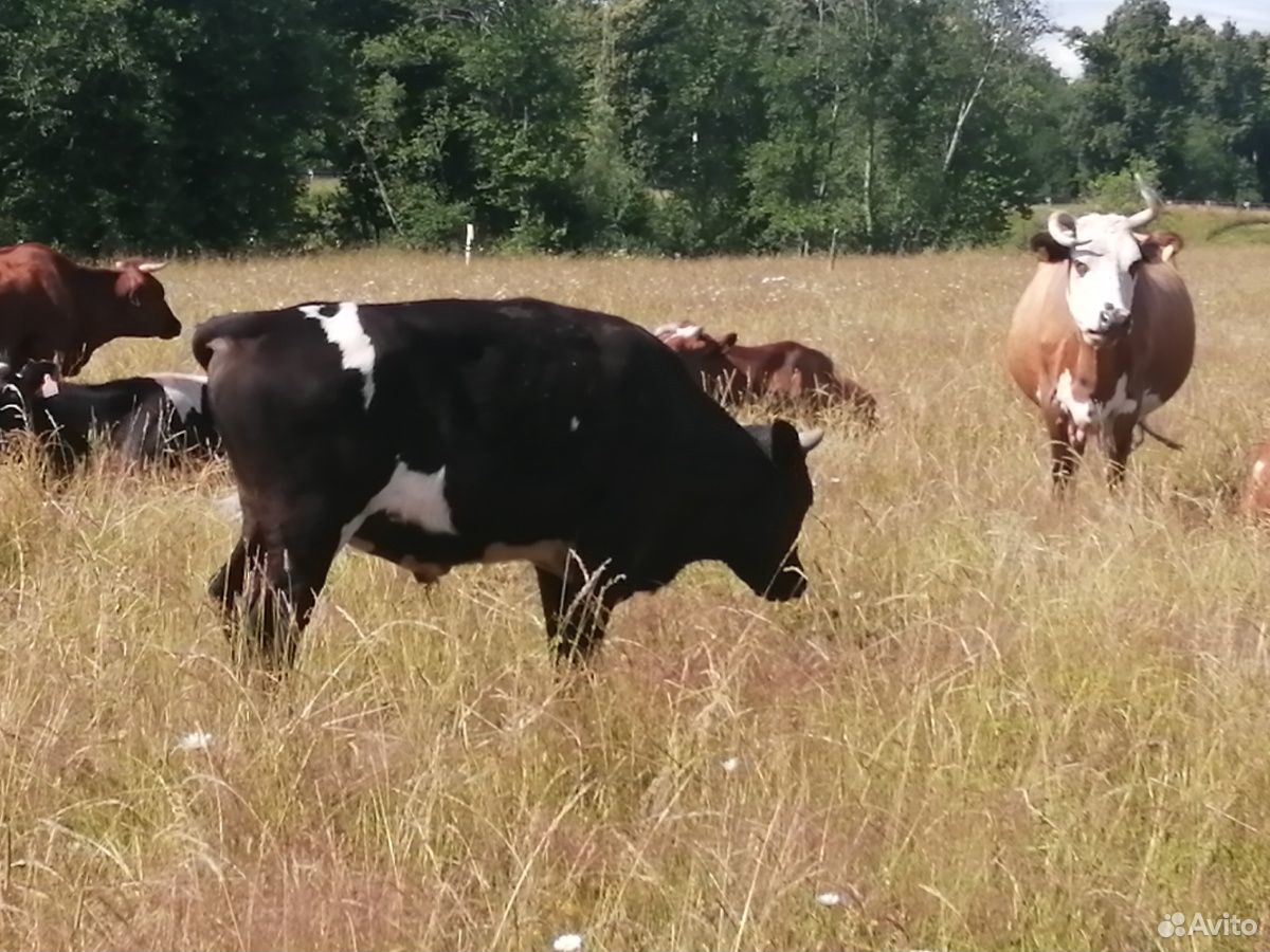 Корова, тёлка 2.5 года, бычок 1.5 годовалый, 2 тел купить на Зозу.ру - фотография № 6