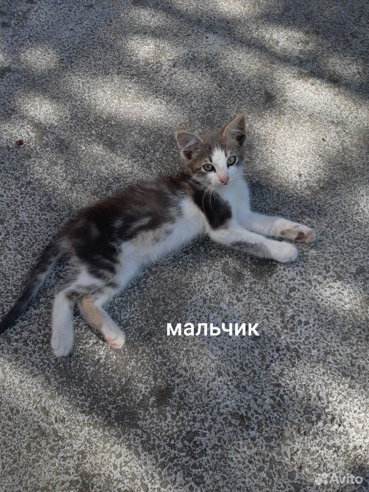 Котята : мальчики и девочки купить на Зозу.ру - фотография № 3