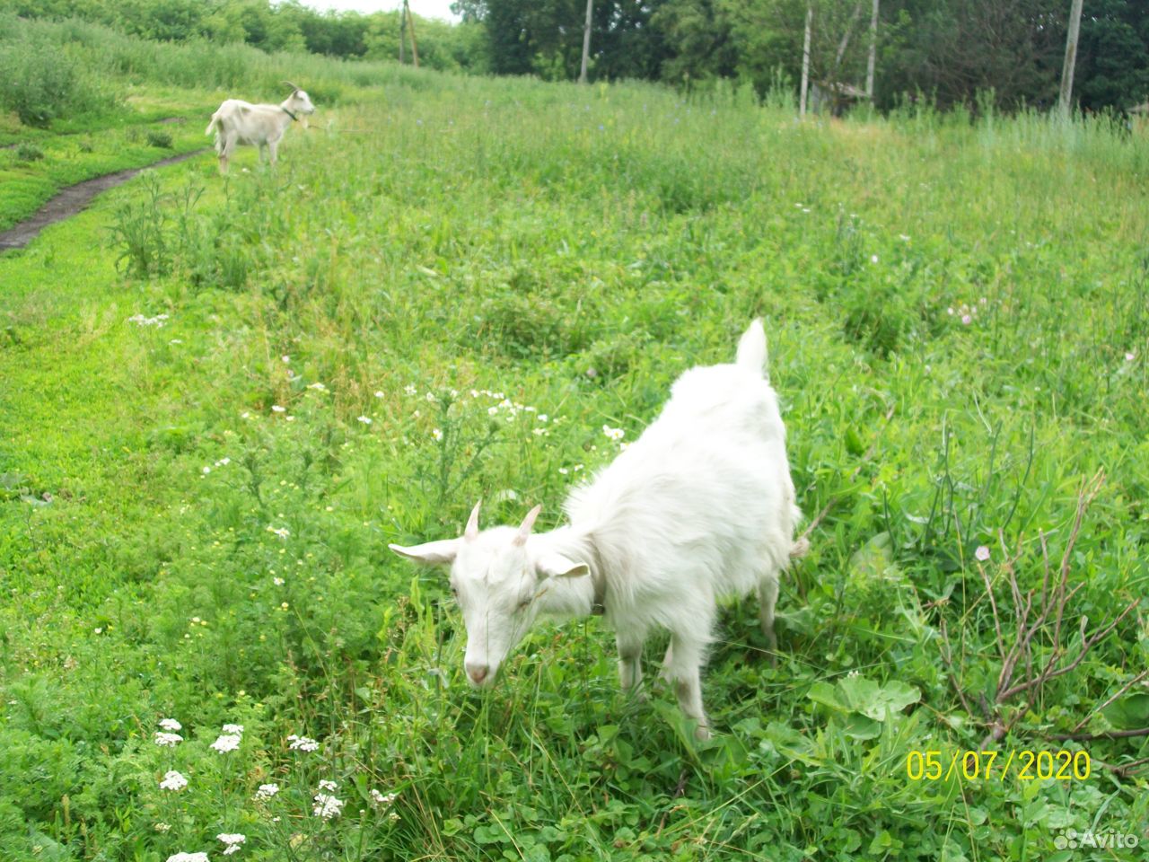 Продам коз и козочек купить на Зозу.ру - фотография № 2