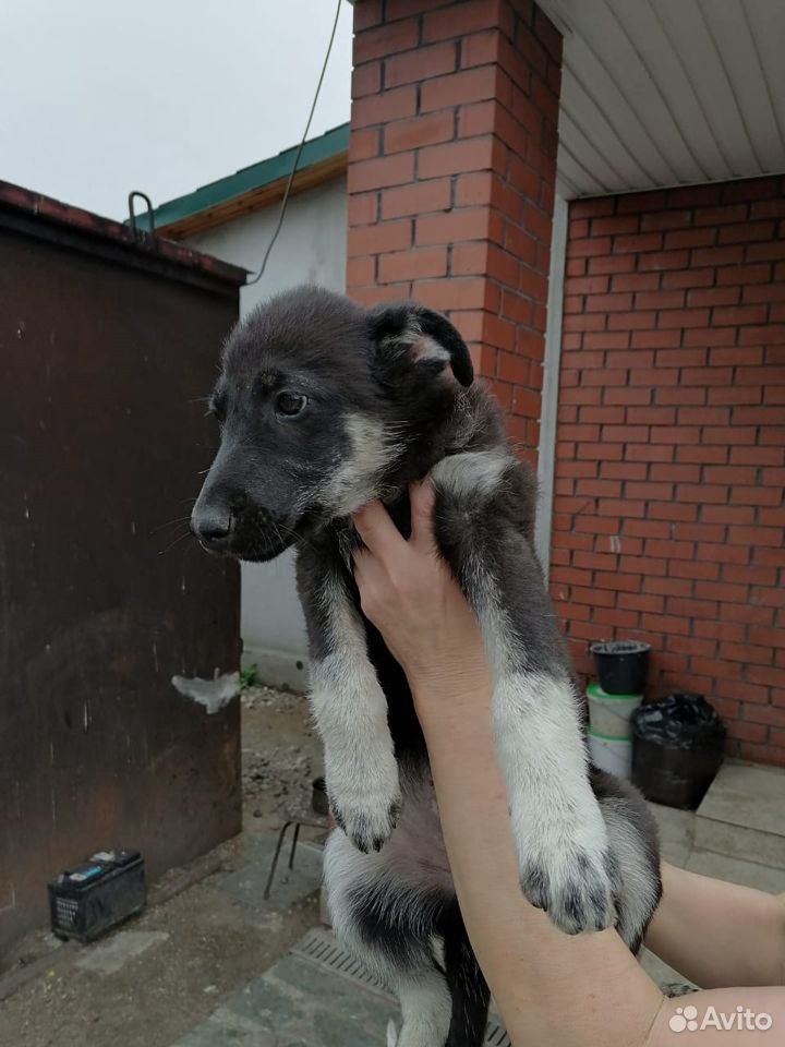 Много разных щеночков ищут хозяев купить на Зозу.ру - фотография № 3