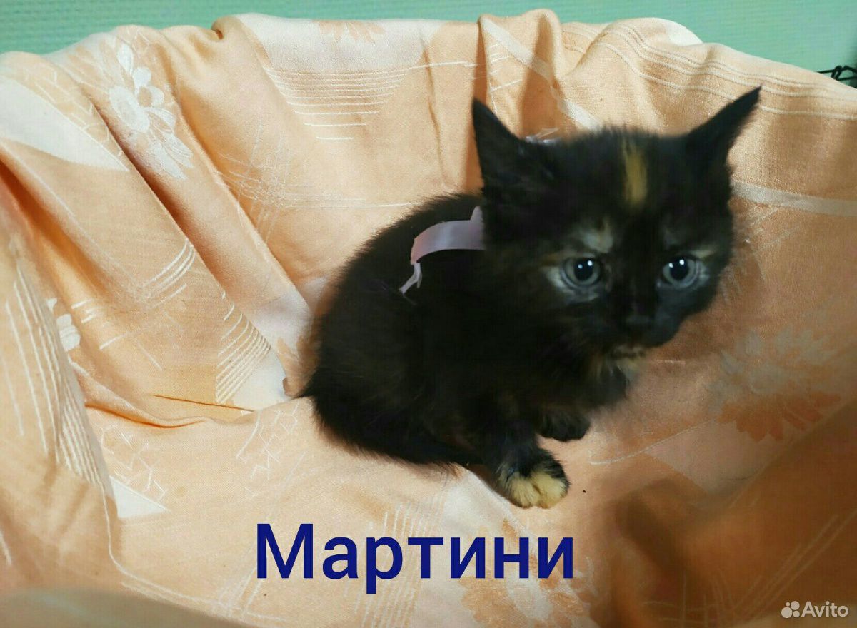 Прекрасные котята в добрые руки купить на Зозу.ру - фотография № 5