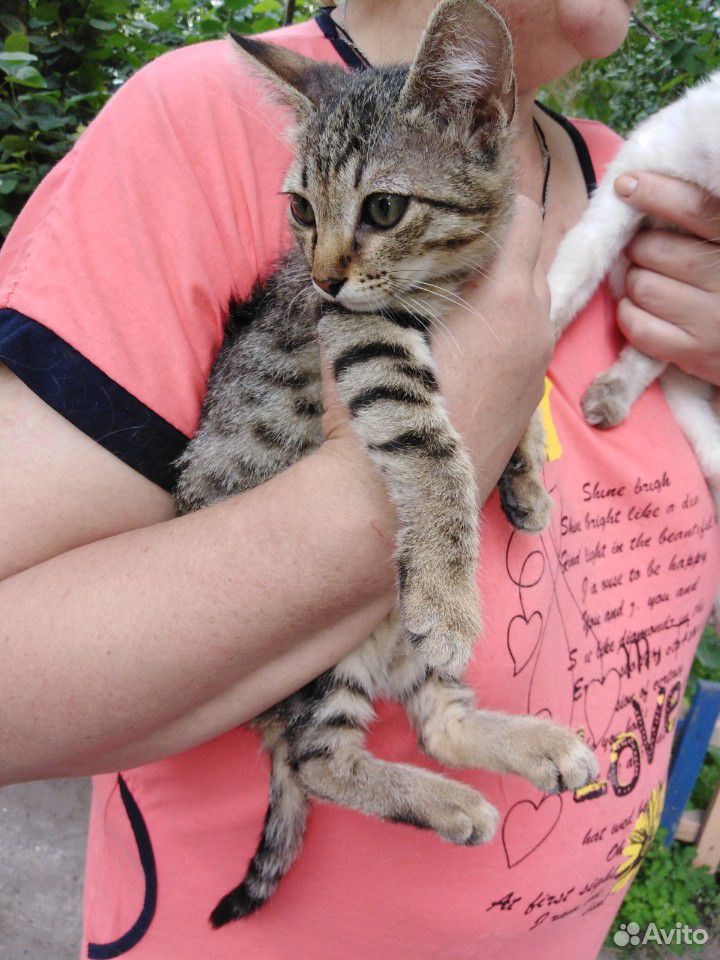 Котенок девочка в добрые руки купить на Зозу.ру - фотография № 2