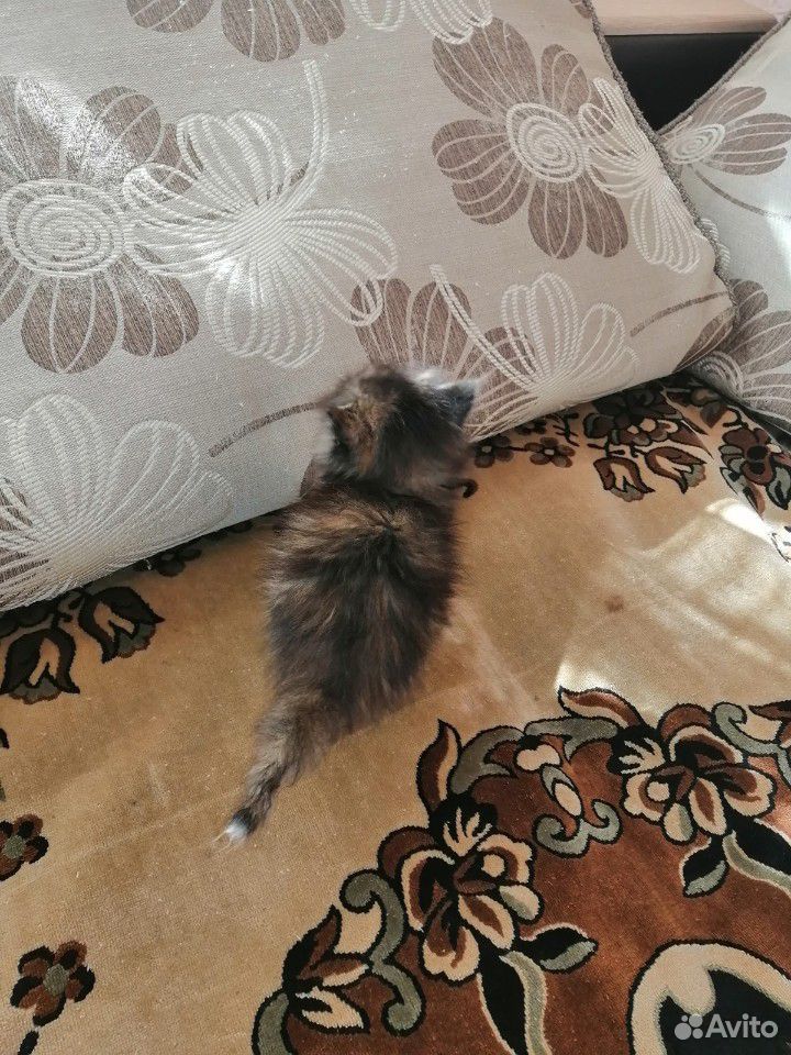 Котенок купить на Зозу.ру - фотография № 6