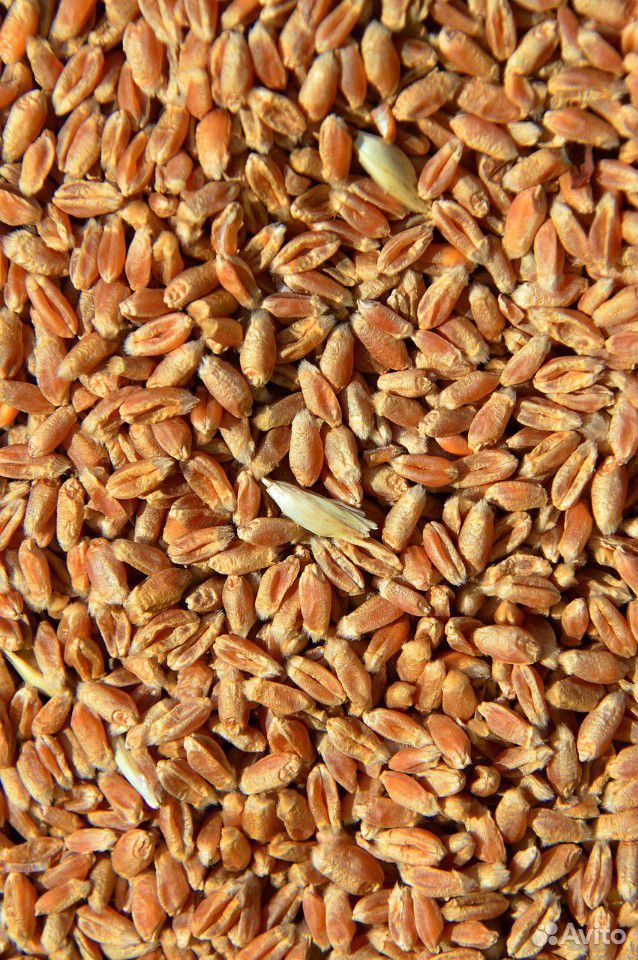 Продам пшеницу 4тонны урожай 2020 купить на Зозу.ру - фотография № 1