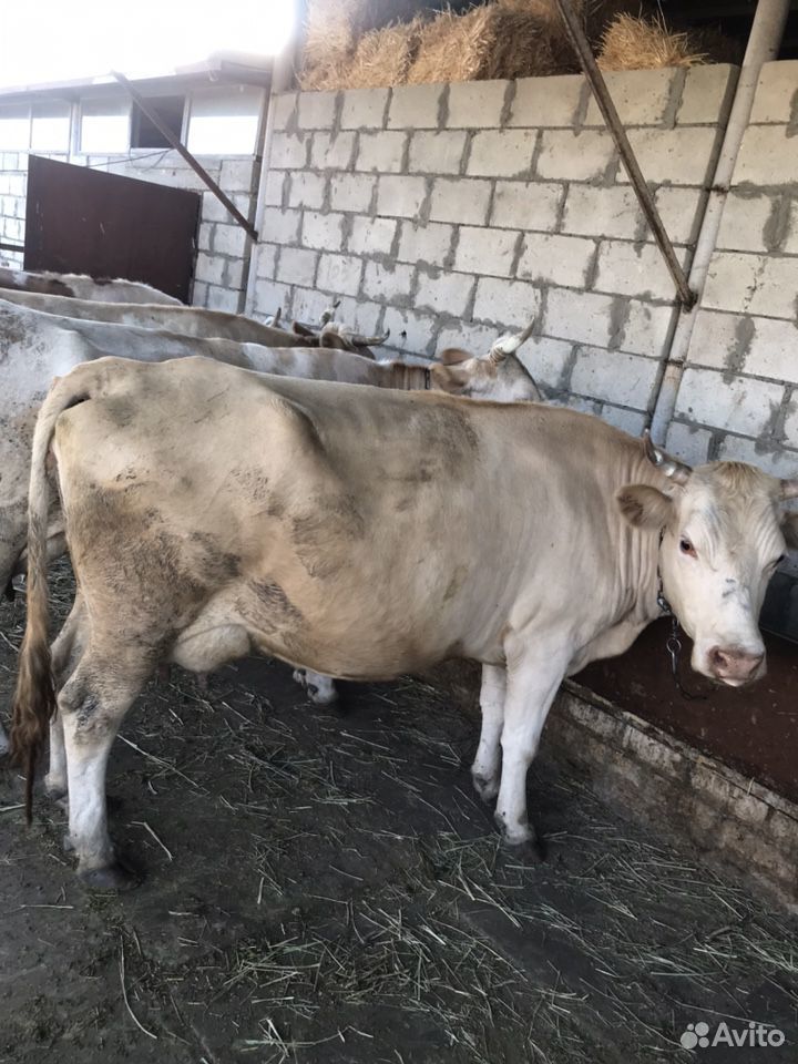 Продаются дойные коровы купить на Зозу.ру - фотография № 9