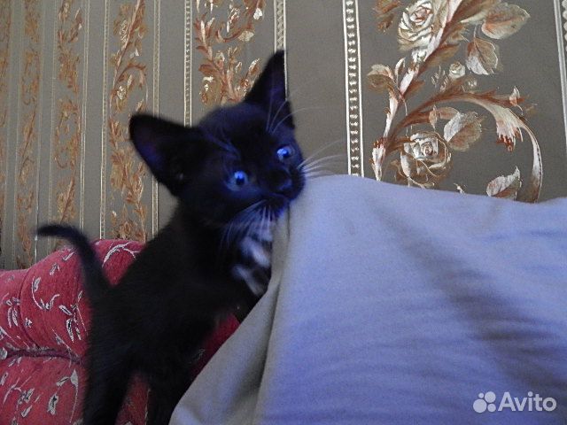 Тайско-русская семья У нас тут котики-котята купить на Зозу.ру - фотография № 6