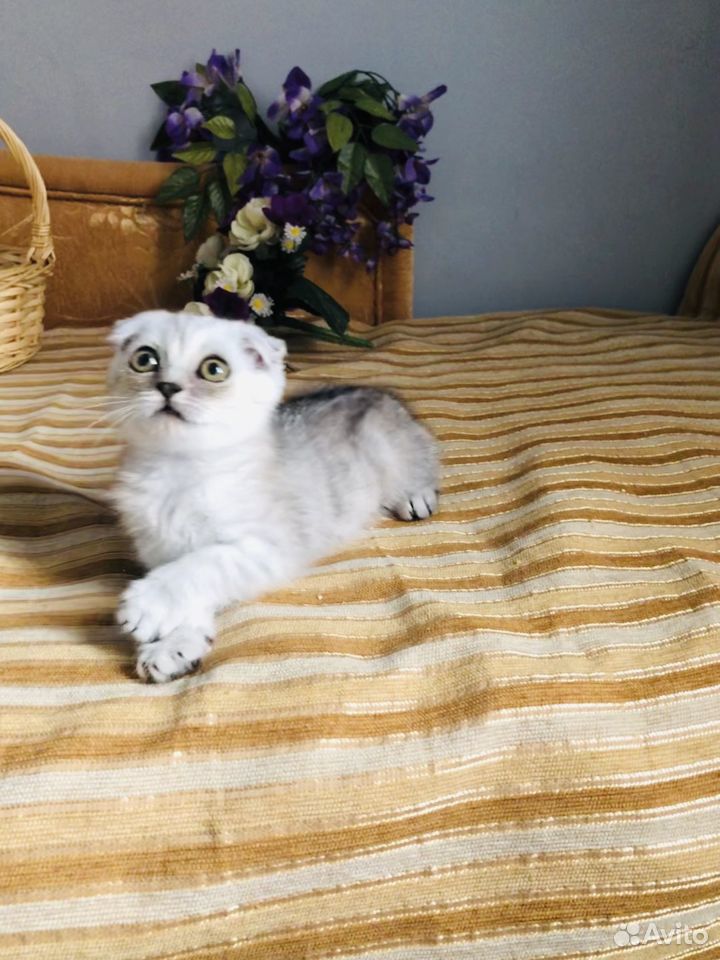 Кошечка вислоухая купить на Зозу.ру - фотография № 6