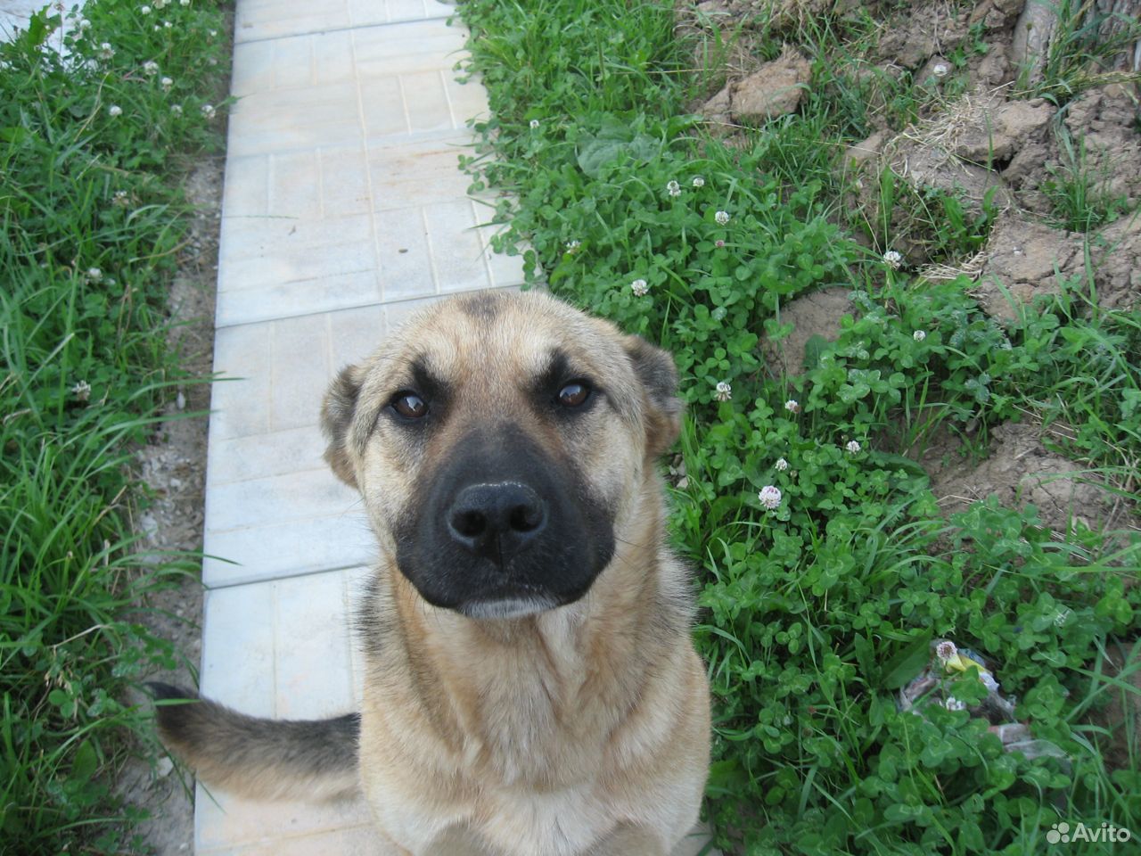 Хорошая собака в добрые руки купить на Зозу.ру - фотография № 3