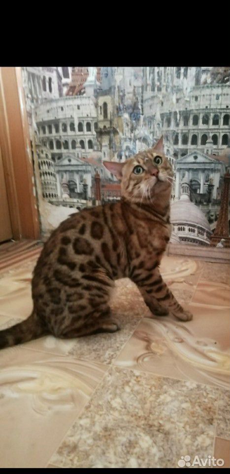 Продам бенгальского котика купить на Зозу.ру - фотография № 2