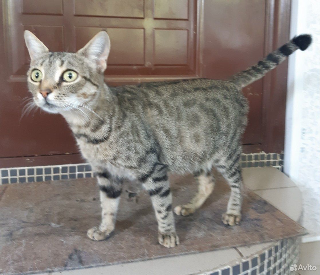 Стерилизованная кошка ищет дом купить на Зозу.ру - фотография № 1