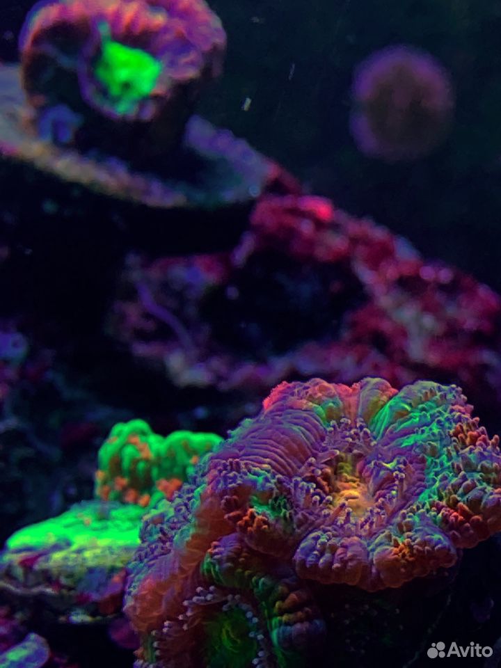 Живые кораллы купить на Зозу.ру - фотография № 1