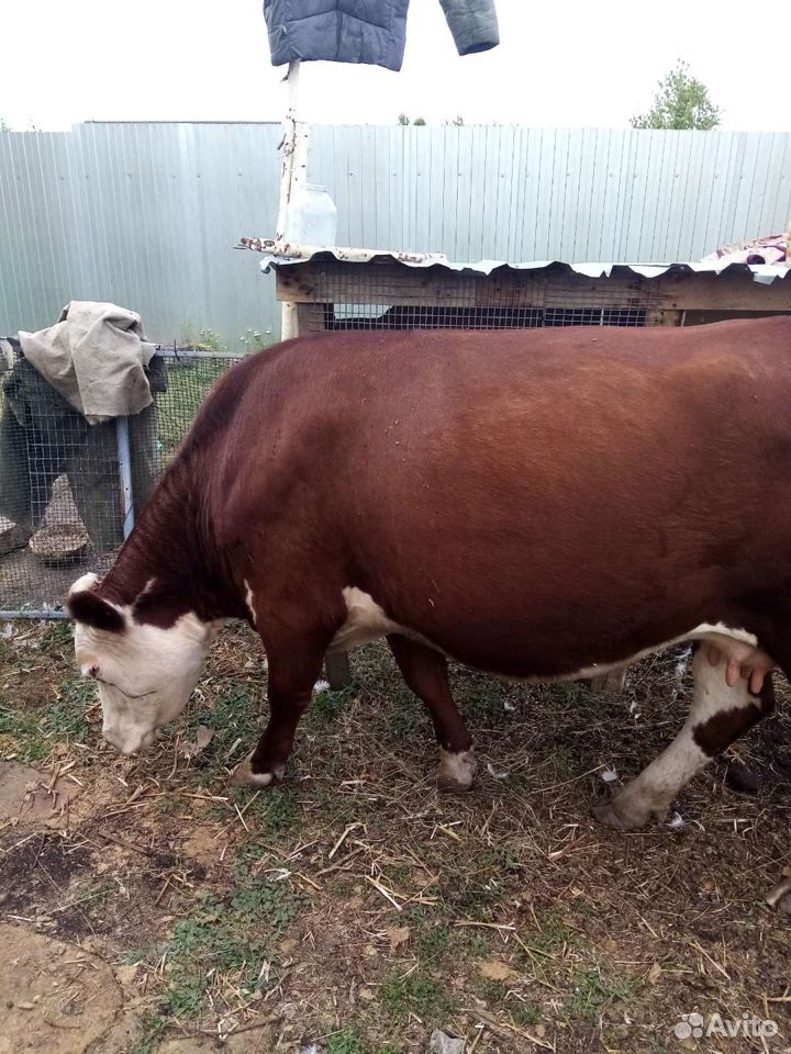 Корова с бычком купить на Зозу.ру - фотография № 3
