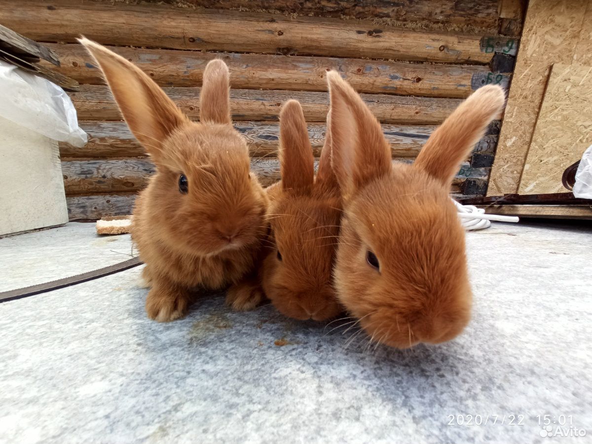 Крольчата нзк купить на Зозу.ру - фотография № 2