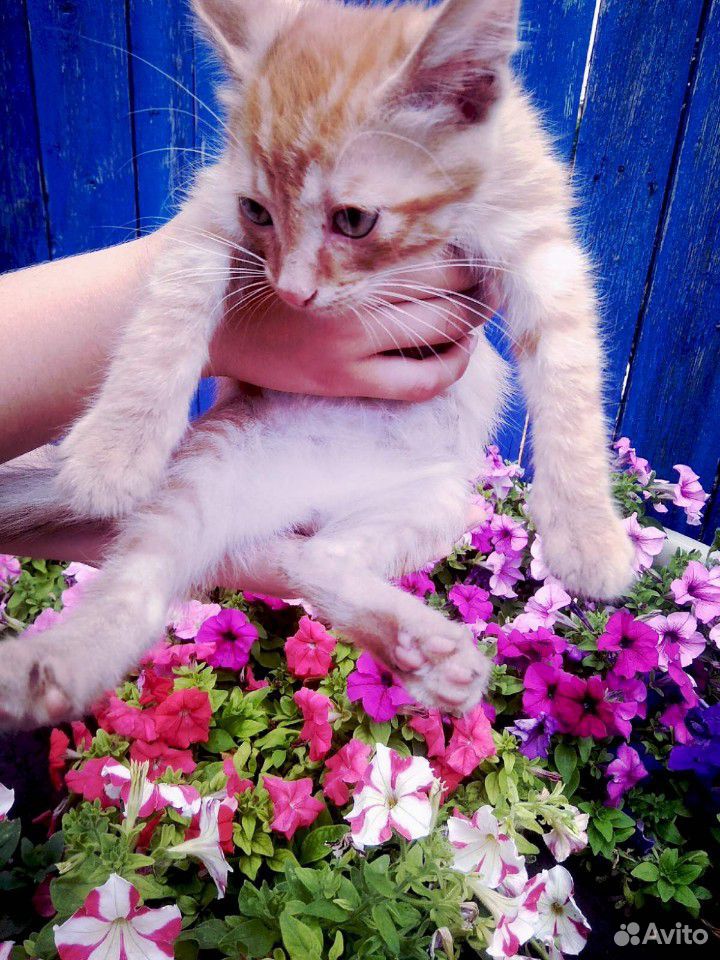 Кот купить на Зозу.ру - фотография № 7