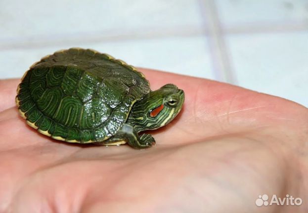 Краснаухоя черепаха купить на Зозу.ру - фотография № 1