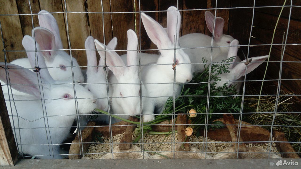 Кролики породы белый паннон купить на Зозу.ру - фотография № 7