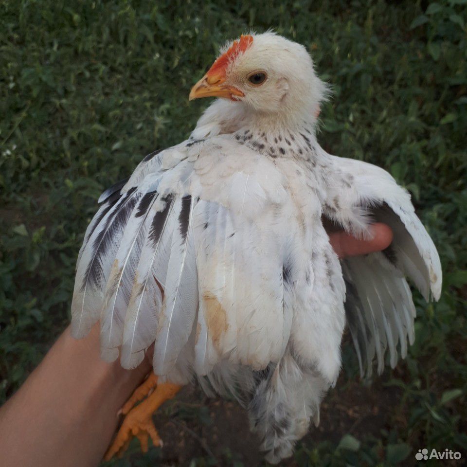 Цыпленок адлер серебристый чистокровный купить на Зозу.ру - фотография № 1
