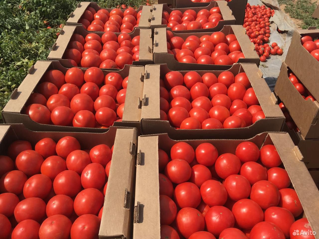 Помидоры/томаты сорт Лоджейн купить на Зозу.ру - фотография № 3