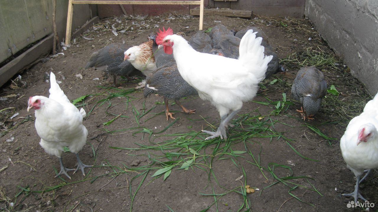 Цыплята брессгальские фото