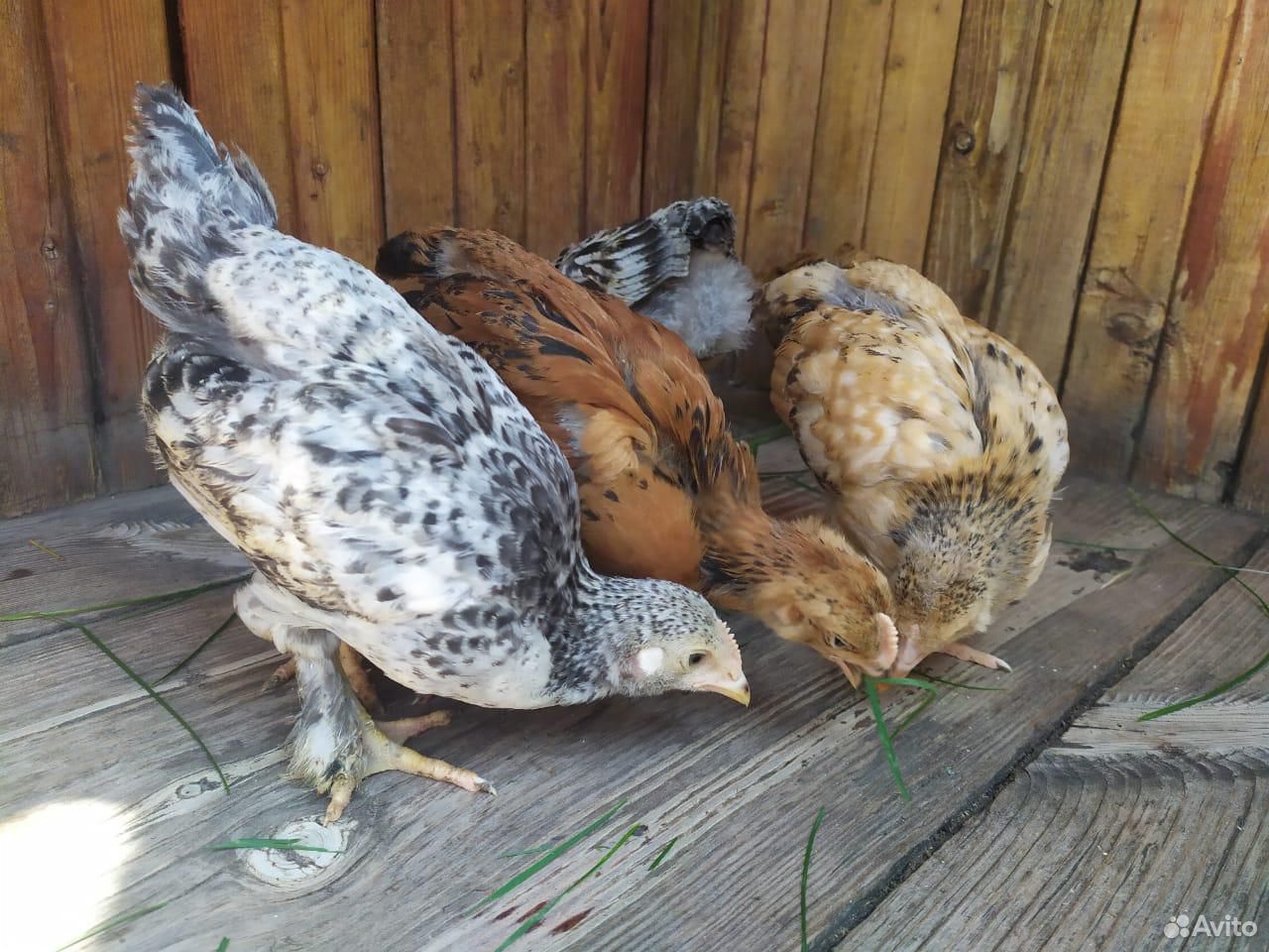 Породистые домашние цыплята месячные купить на Зозу.ру - фотография № 2