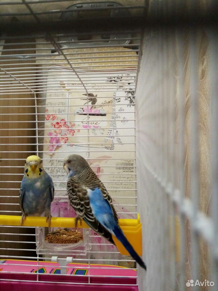 Волнистые попугайчики самец и самка купить на Зозу.ру - фотография № 8