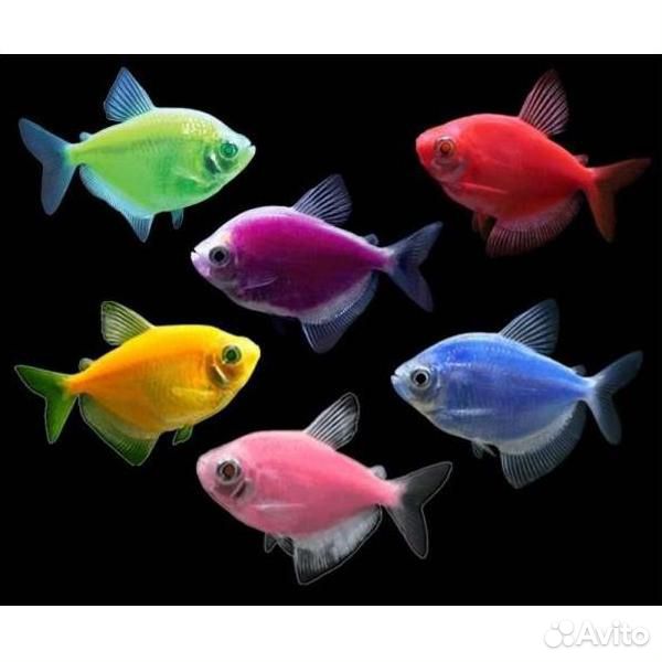 Тернеция GloFish купить на Зозу.ру - фотография № 1