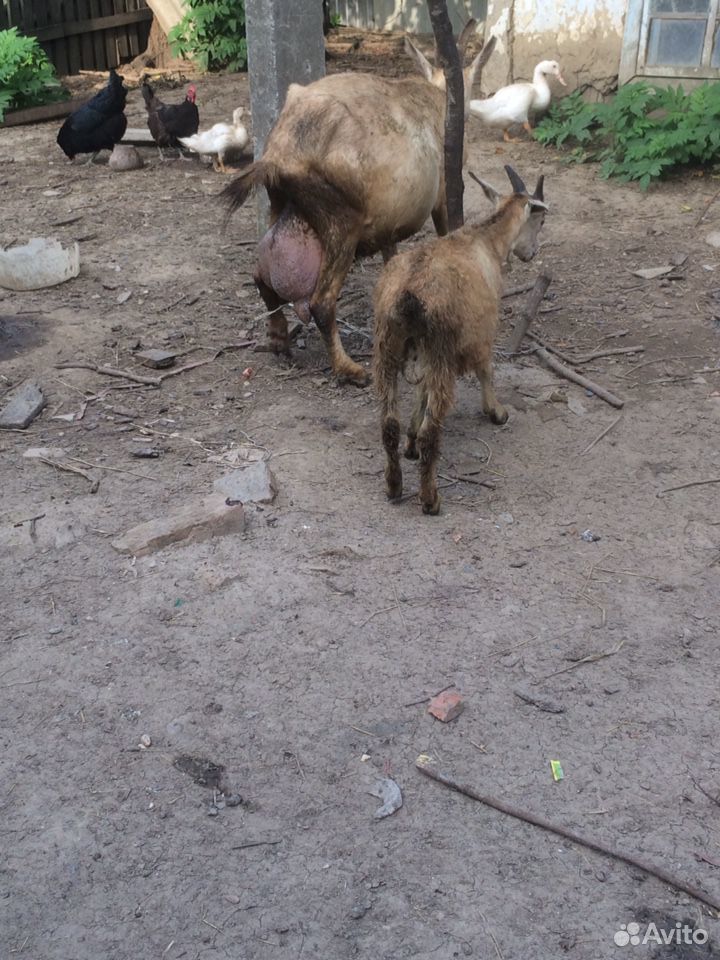 Коза с козленком купить на Зозу.ру - фотография № 1