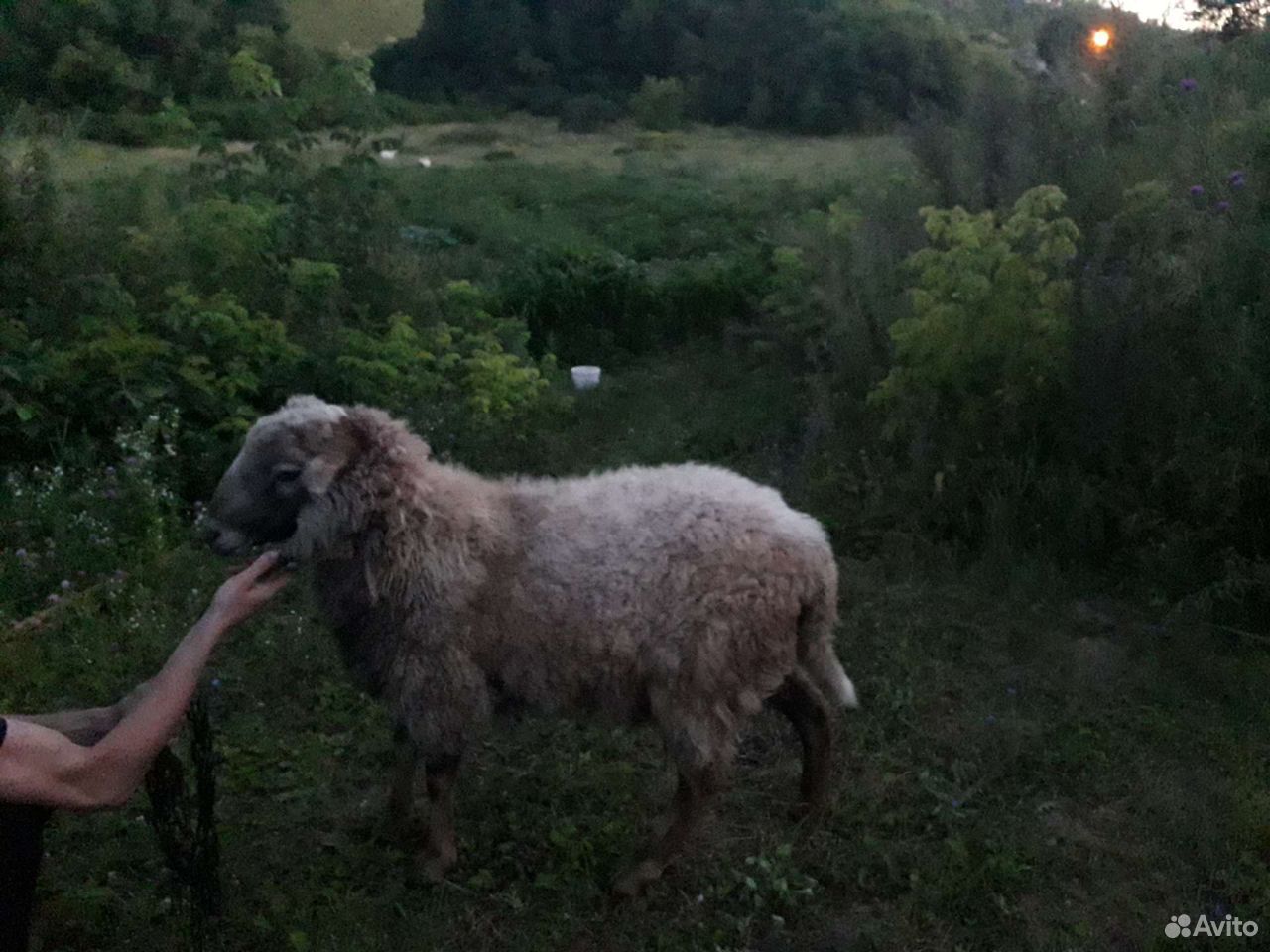 Овца купить на Зозу.ру - фотография № 1