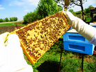 Матка Бакфаст, Пчёлы, Мёд объявление продам