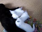 Котята шатланские вислоухие, 2 девечки и 2 мальчик объявление продам