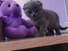Продам котёнка(Девочка) Порода Скоттиш-фолд объявление продам