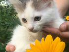 Метис, котенок, белый, рыжий объявление продам