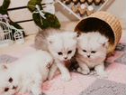 Персидские котята объявление продам