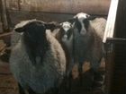 Овца с ягнятами объявление продам