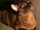 Бурманские котята в Крыму объявление продам