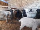 Овцы на хьакъиг1ат цена договарная объявление продам