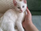 Котенок белый голубоглазый объявление продам