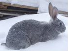 Кролики шиншиллы самки годовалые объявление продам
