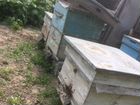 Продам пчёлосемьи объявление продам