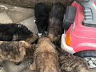 Помощь с пристроем щенков и котят объявление продам