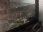 Черепахи Красноухие 2 шт объявление продам